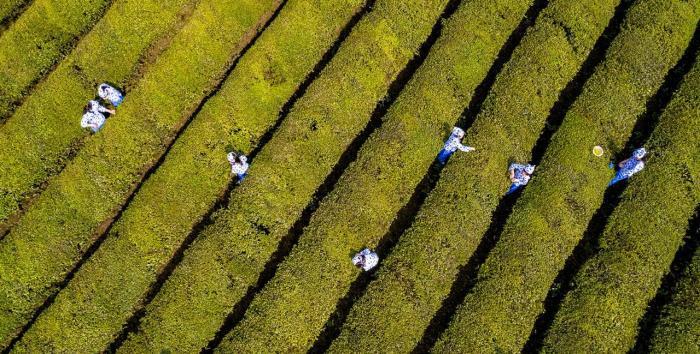 “小茶農(nóng)”采摘明前茶感受茶文化魅力